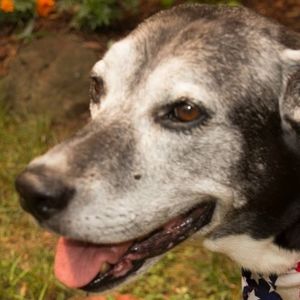 Meet your Posher, Terry